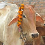 Indie. Maharastra oficjalnie zakazuje sprzedaży i konsumpcji wołowiny
